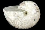 Fossil Nautilus (Cymatoceras) - Madagascar #127151-1